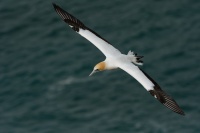 Terej australsky - Sula serrator - Australian Gannet 0898